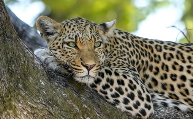 Leopard Found Dead After Attack On Man In Rajasthan: Official