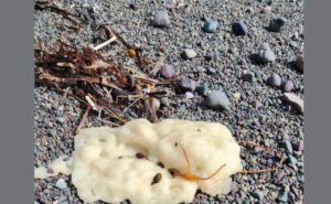 Read more about the article Mysterious White Blobs Washing Up On Canada Beach Leave Residents Baffled