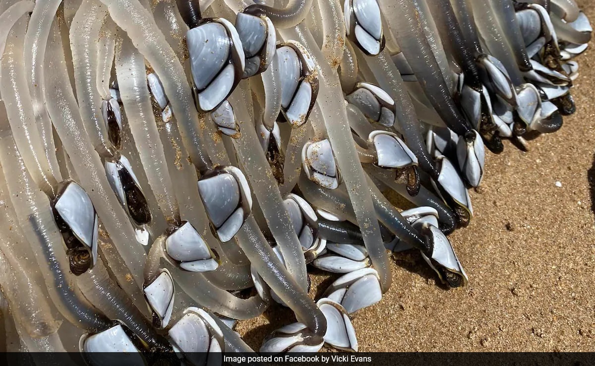 Mysterious Alien-Like Creature Washes Up On Australian Beach, It Turns Out To Be...