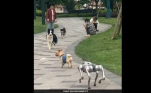 Read more about the article Social Media Reacts To Dogs Meeting Robot Counterpart