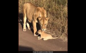 Read more about the article Adorable Lioness And Cub Interaction Moves Internet