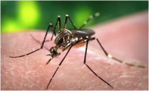 Read more about the article Delhi Doctors Report Uptick In Dengue, Chikungunya, Swine Flu Cases