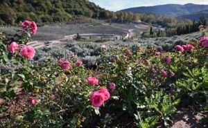 Read more about the article 1.3 Lakh Lavender Plants Adorn “Starry Night” Themed Bosnian Park