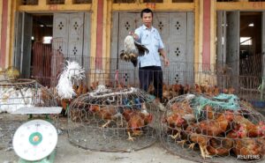 Read more about the article Dozens Of Captive Tigers And Lions In Vietnam Die Of Bird Flu