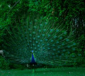 Read more about the article 7 Peacocks Found Dead In UP, Poisoning Suspected: Officials