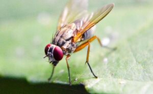 Read more about the article Scientists Map Fruit Fly Brain, Breakthrough For Human, Animal Insights