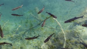 Read more about the article 4,000-Year-Old Maya Fish-Trapping Network Found in Belize Supported Early Communities