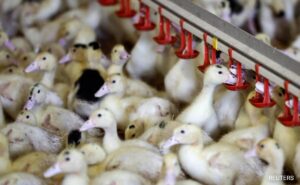 Read more about the article Canada Reports First Case Of Bird Flu In A Person