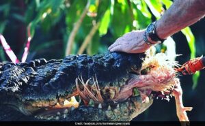 Read more about the article Cassius, World’s Largest Captive Crocodile, Dies In Australia