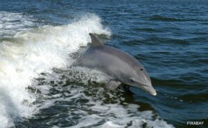 Read more about the article Lonely Dolphin Found Talking To Himself, Scientists Propose Two Theories