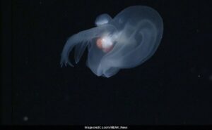 Read more about the article Apple-Sized “Mystery Mollusk” Discovered In Ocean’s Midnight Zone