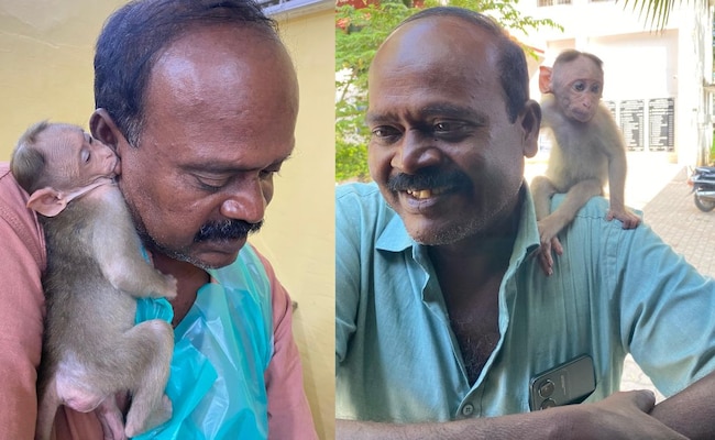 Read more about the article Veterinarian Can Meet Monkey He Nursed To Health: Madras High Court