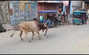 Read more about the article Stray Bull Injures 15 In Uttar Pradesh, Gets Caught After 3 Hour Chase