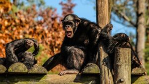 Read more about the article Chimpanzees’ Task Performance Improves With Human Audience, Study Finds