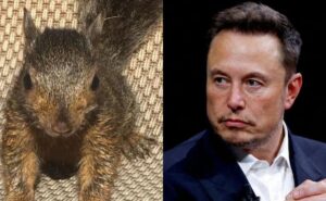 Read more about the article Elon Musk Mourns Peanut’s Euthanasia