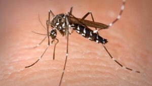 Read more about the article What is driving a surge in dengue cases in Europe? – Firstpost