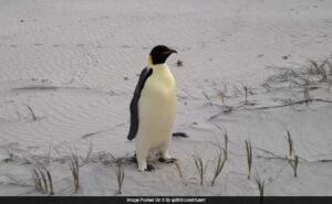 Read more about the article Antarctica’s Emperor Penguin Shows Up 3,500 Km Away In An Australian Beach