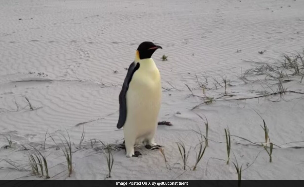 Antarctica's Emperor Penguin Shows Up 3,500 Km Away In An Australian Beach