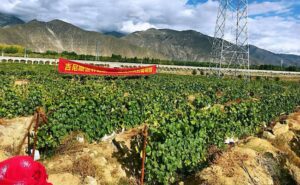 Read more about the article Take A Look At The World’s Highest Altitude Vineyard Located In Tibet