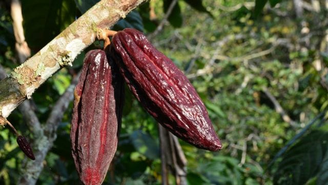 Read more about the article Heavy metals found in dark chocolate. Is it a cause of concern? – Firstpost