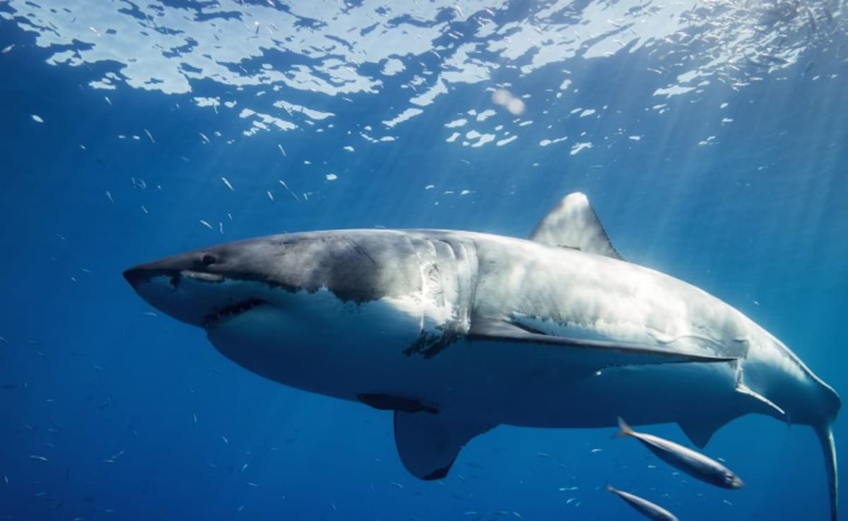 Read more about the article 24-Year-Old Man Mauled To Death By Great White Shark Off New Zealand’s Chatham Islands