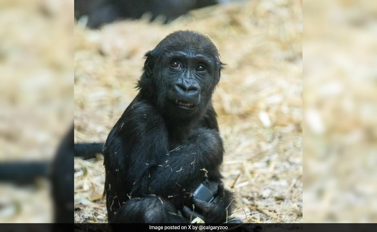 Read more about the article Young Gorilla Dies At Canada Zoo After Accidentally Being Crushed By Hydraulic Door