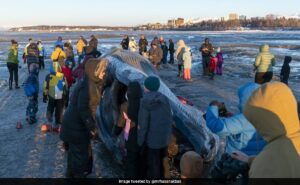 Read more about the article 47-Foot Endangered Fin Whale Washes Ashore In Alaska, Draws Massive Crowd