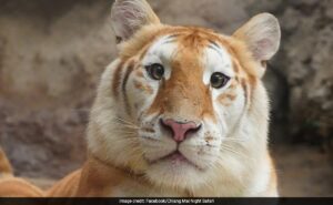 Read more about the article Ava, Cute Golden Tigress From Thailand, Becomes Viral Sensation