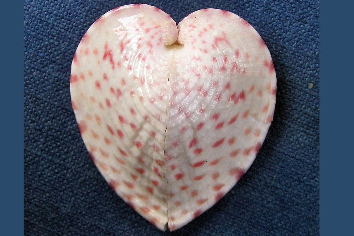 Read more about the article Heart-Shaped Clams Channel Sunlight Using Fiber Optic-Like Structures, Says Study