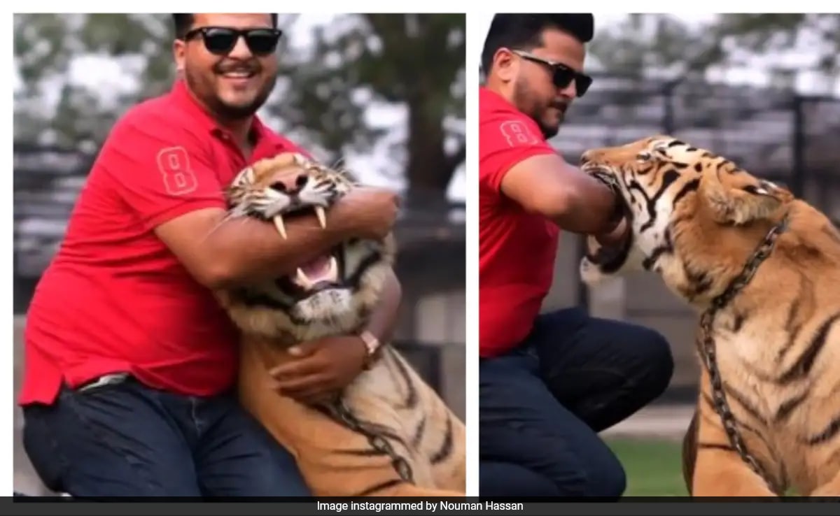 Read more about the article Video Shows Pakistani Influencer Inserting Hand Into Chained Tiger’s Mouth