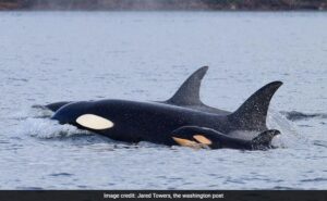 Read more about the article Killer Whales Are Hunting Whale Sharks And Scientists Have The Evidence Now