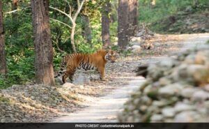 Read more about the article Cameras In Corbett National Park Being Misused To Intimidate Women: Study