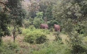 Read more about the article Man Killed By Wild Elephants In City Where 10 Tuskers Have Died In 3 Days