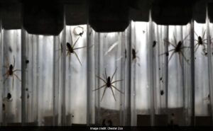 Read more about the article Spiders Roughly The ‘Size Of Human Palms’ Growing Rapidly In UK