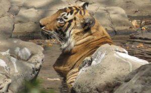 Read more about the article 17-Year-Old Royal Bengal Tiger Dies At Tirupati Zoo