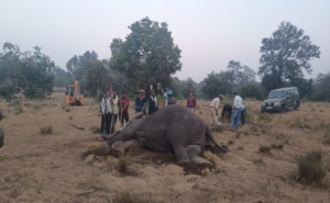 Read more about the article 2 Officials Suspended After Bandhavgarh Elephant Deaths, Task Force Formed