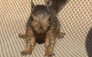 Read more about the article Peanut, The Famous Squirrel Euthanised In US, Didn’t Have Rabies: Report