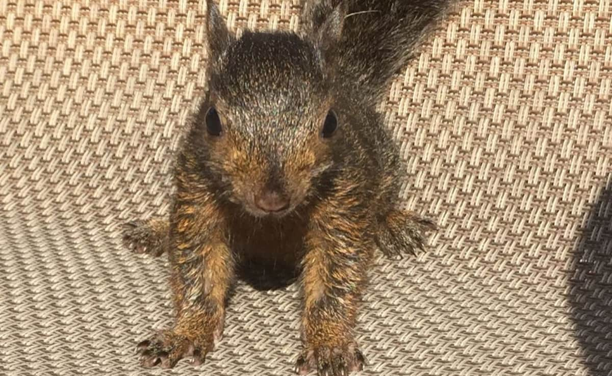 Read more about the article New York Authorities Euthanise Instagram Squirrel Star