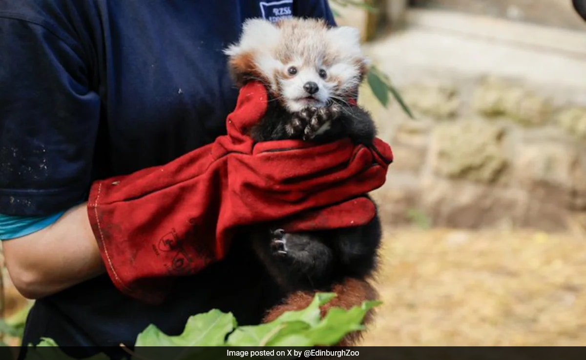 Read more about the article Baby Red Panda Dies Due To “Stress Caused By Fireworks”: Edinburgh Zoo