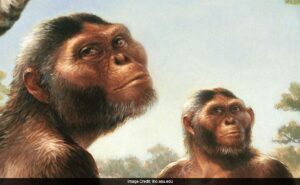 Read more about the article Lucy, First Human Ancestor, May Not Have Been Lone Species, Research Shows