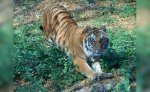 Read more about the article Kanpur Zoo’s Star Attraction, A Tiger That Once Killed 9 People, Dies At 19