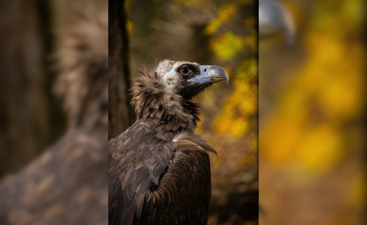 Vulture's Corpse Hangs In Front Of Pilot After Crashing Into Cockpit Mid-Air