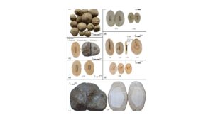 Read more about the article Rare Cave Pearls with Ancient Pottery Discovered in Jerusalem’s Joweizeh Tunnel