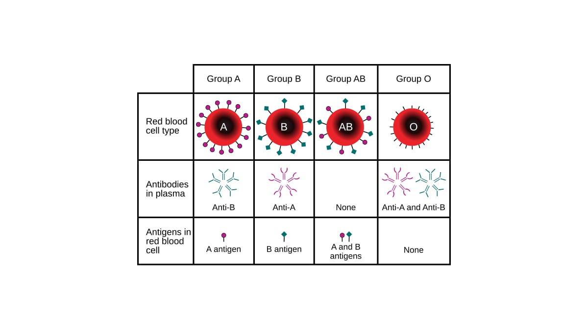 Read more about the article Understanding Blood Types: Rare Groups Beyond ABO and Rh Factor Explained