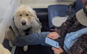 Read more about the article Delta Airline Passenger Gets Frustrated After His First-Class Seat Was Given To Service Dog