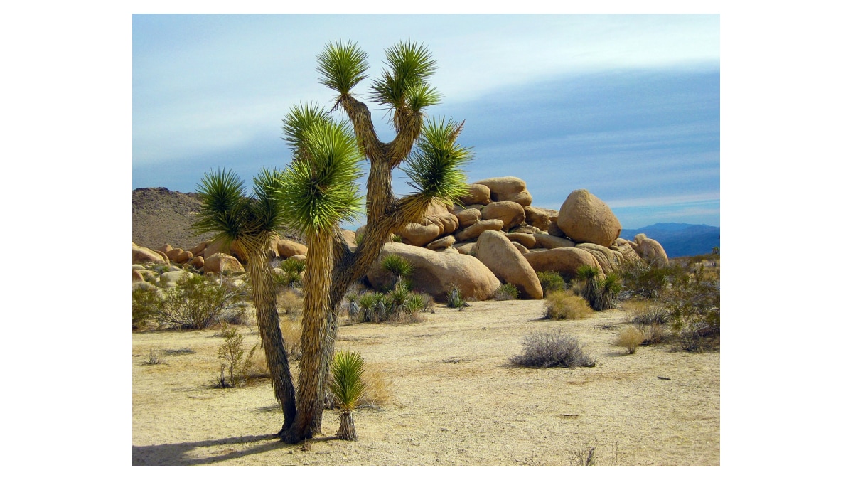 Read more about the article California Announces Plan to Protect Joshua Trees from Wildfires and Climate Change Threats