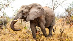 Read more about the article Well-Preserved 50,000-Year-Old Baby Mammoth Yana Unearthed in Siberia