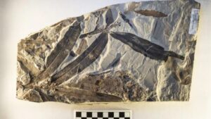 Read more about the article Alien Plant Fossil Discovered Near Utah, Cannot Be Linked to Any Known Plant Family