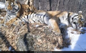 Read more about the article Siberian Tiger Travels 200 Km Across Russian Forest To Reunite With Former Mate