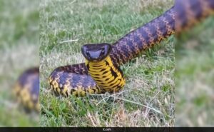 Read more about the article Deadly Tiger Snake Discovered Under Child’s Toy In Melbourne Home